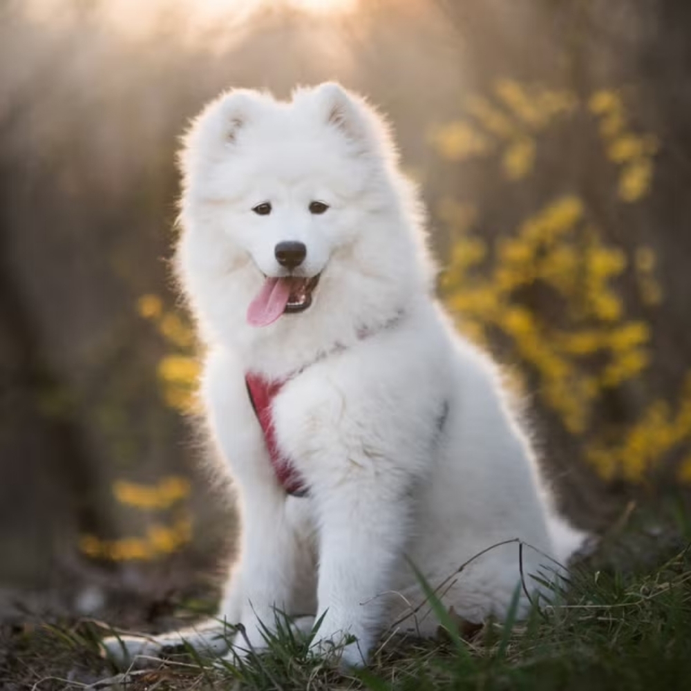 Meet your Posher, De leon